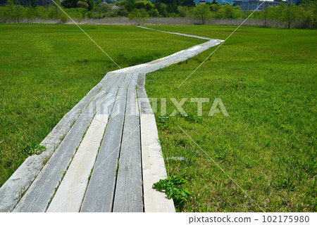 Fresh green Hakone Botanical Garden 102175980