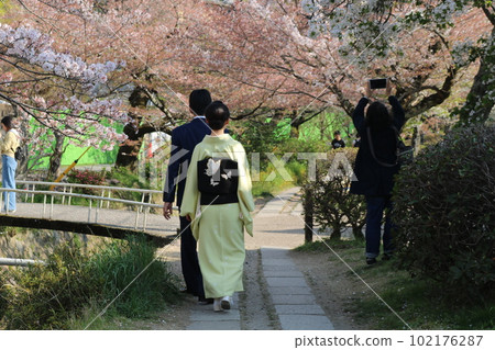 Two people along the row of cherry blossom trees Two people along the row of cherry blossom trees 102176287