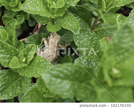 Japanese tree frog in the grass Japanese tree frog in the grass 102176330