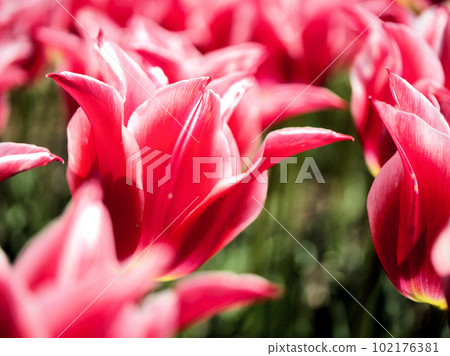 Red tulip "Strawberry Star" blooming in April 102176381