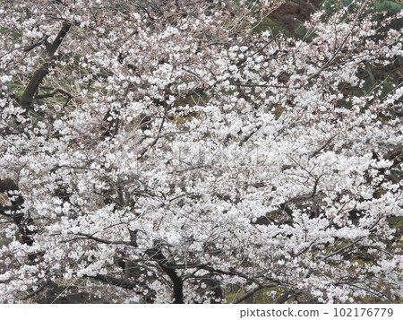 Cherry Blossoms Cherry Blossoms 102176779