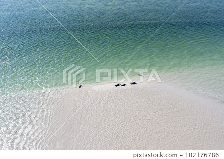 Seals swimming and and resting at Gweebarra bay - County Donegal, Ireland 102176786
