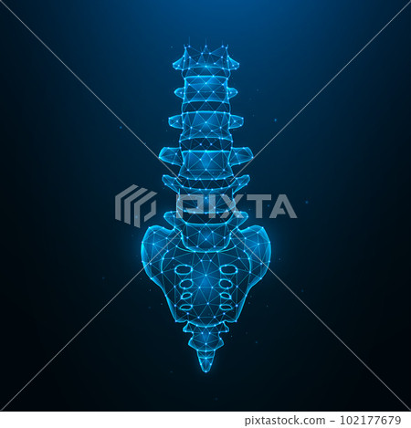 Polygonal human spine vector illustration isolated on dark blue background. Anatomical medical banner template and background. Polygonal human spine vector illustration isolated on dark blue background. Anatomical medical banner template and background. 102177679