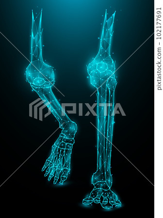 Polygonal vector illustration of leg bones on a dark blue background. Knee and ankle joints Polygon Design. Polygonal vector illustration of leg bones on a dark blue background. Knee and ankle joints Polygon Design. 102177691
