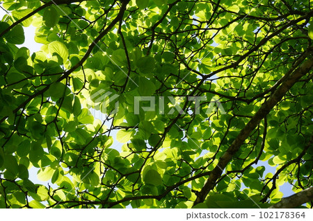 從下面看的白玉蘭幼葉 102178364