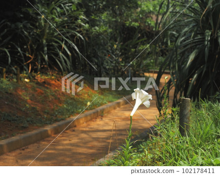 沖繩縣恩納村前田岬散步道上盛開的百合花 沖繩縣恩納村前田岬散步道上盛開的百合花 102178411