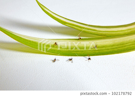 Dead flower midges of sciarids and leaves of houseplants Dead flower midges of sciarids and leaves of houseplants 102178792