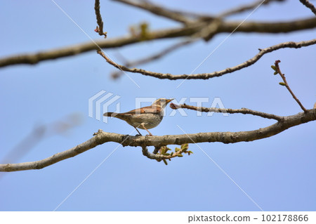 Thrush Thrush 102178866