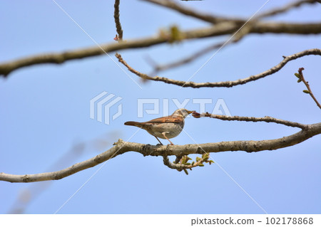 Thrush Thrush 102178868