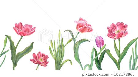 Floral seamless horizontal border with pink tulips, daffodils isolated on white background. Panoramic spring illustration for fabric, textile, wrapping, banners, covers, prints, wallpapers Floral seamless horizontal border with pink tulips, daffodils isolated on white background. Panoramic spring illustration for fabric, textile, wrapping, banners, covers, prints, wallpapers 102178963