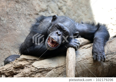 Chimpanzee laying down and opening mouth Chimpanzee laying down and opening mouth 102179206