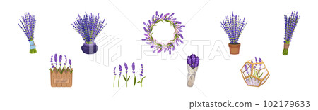 Bunch of Purple Lavender Twigs in Pot and Vase Vector Set Bunch of Purple Lavender Twigs in Pot and Vase Vector Set 102179633