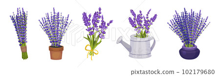 Bunch of Purple Lavender Twigs in Pot and Vase Vector Set Bunch of Purple Lavender Twigs in Pot and Vase Vector Set 102179680