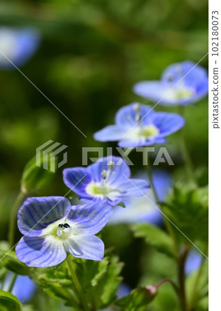 藍色的小花 藍色的小花 102180073