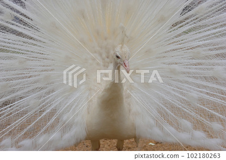 beautiful white peacock beautiful white peacock 102180263
