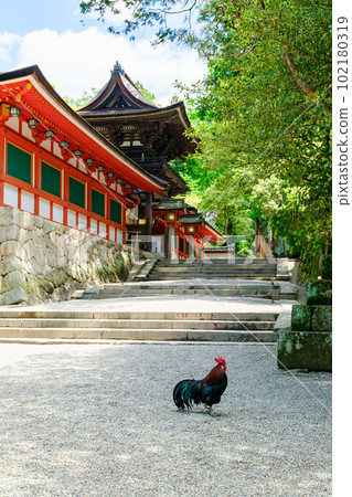 [Nara Prefecture] Tenri City Isonokami Shrine (photographed on April 27, 2023) 102180319