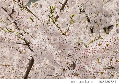 Cherry blossoms in Iwate Park, Morioka City Cherry blossoms in Iwate Park, Morioka City 102180721