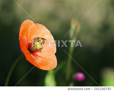 Collecting pollen? (orange poppy flower and bee) 102180785