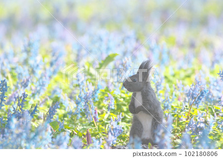 蝦夷松鼠和花園 蝦夷松鼠和花園 102180806