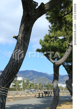 Row of pine trees and cityscape along the Ashiya River (Ashiya City, Hyogo Prefecture) Row of pine trees and cityscape along the Ashiya River (Ashiya City, Hyogo Prefecture) 102180808