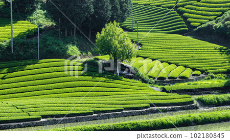 石井的茶園 石井的茶園 102180845