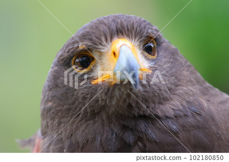 harris hawk cute face harris hawk cute face 102180850