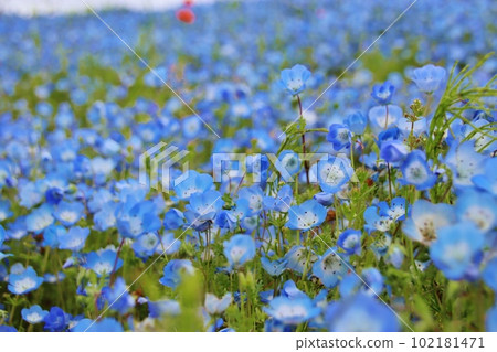 Nemophila Hill Hitachi Seaside Park 102181471