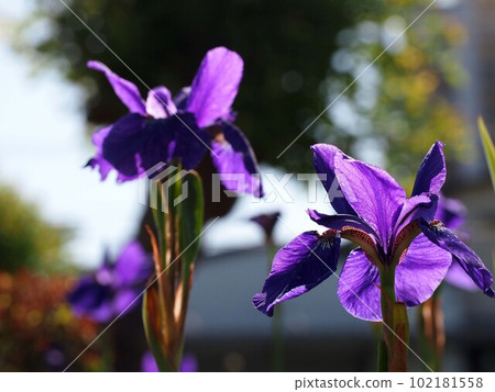 Koayame flowers bathed in the morning sun (purple petals that are transparent in the sunlight) Koayame flowers bathed in the morning sun (purple petals that are transparent in the sunlight) 102181558