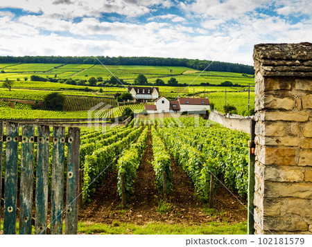 Impressive entry into a typical Burgundian chateau with vineyards growing in a lush hilly landscape, Beaune, France 102181579