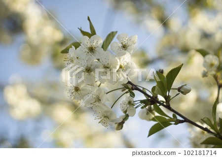 White flowers of cherry plum tree in close-up against blue sky on sunny day. Spring is coming. White flowers of cherry plum tree in close-up against blue sky on sunny day. Spring is coming. 102181714