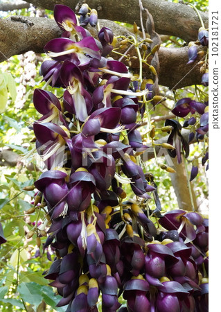 Tobikazura flower Mucuna sempervirens Tobikazura flower Mucuna sempervirens 102181721