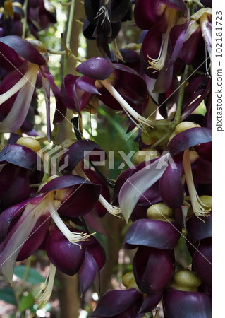 Tobikazura flower Mucuna sempervirens 102181723