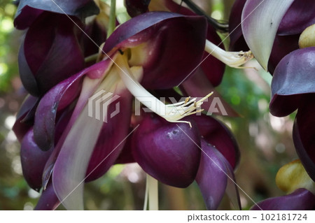 Tobikazura flower Mucuna sempervirens Tobikazura flower Mucuna sempervirens 102181724