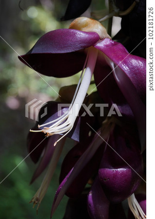 Tobikazura flower Mucuna sempervirens Tobikazura flower Mucuna sempervirens 102181726
