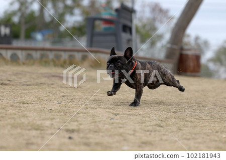 A French bulldog running happily on an outdoor dog run with a pleasant green lawn Slow motion A French bulldog running happily on an outdoor dog run with a pleasant green lawn Slow motion 102181943