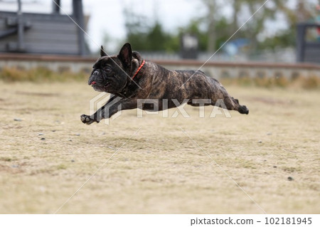 一隻法國鬥牛犬在戶外狗上快樂地奔跑，在宜人的綠色草坪上慢動作 102181945