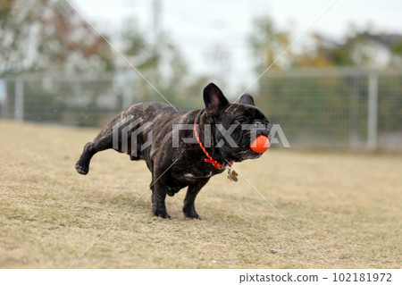 一隻法國鬥牛犬在戶外狗上快樂地奔跑，在宜人的綠色草坪上慢動作 102181972