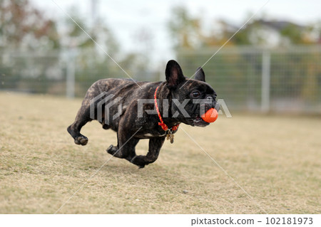 一隻法國鬥牛犬在戶外狗上快樂地奔跑，在宜人的綠色草坪上慢動作 102181973