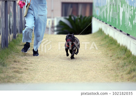 A French bulldog running happily on an outdoor dog run with a pleasant green lawn Slow motion A French bulldog running happily on an outdoor dog run with a pleasant green lawn Slow motion 102182035