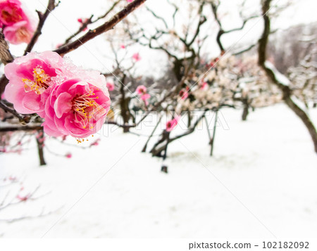 Scenery of a snowy day in Tokyo Snow piled up on red plums in full bloom Scenery of a snowy day in Tokyo Snow piled up on red plums in full bloom 102182092