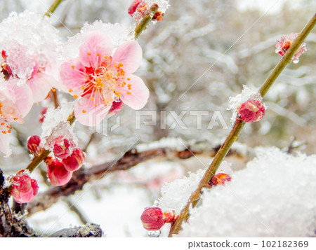 東京下雪天的風景 雪堆在盛開的紅梅上 102182369