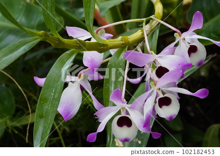 Dendrobium nobile 石斛原種 102182453
