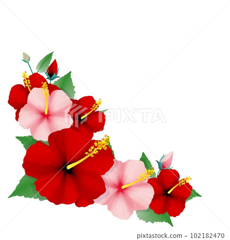 Hibiscus ornament blooming in midsummer 102182470