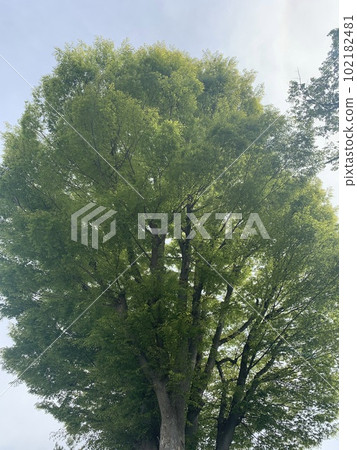 一棵大樹的風景 一棵大樹的風景 102182481