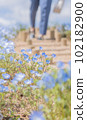 Nemophila 盛開，背景是樓梯 102182900