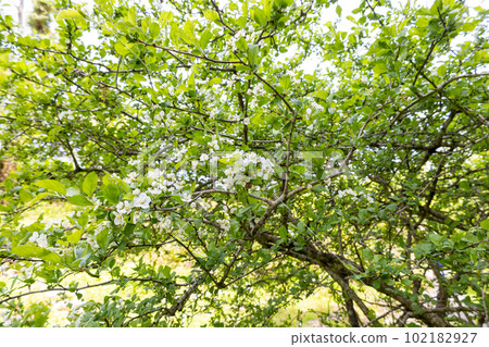 White flowers of Zumi (vinegar) blooming in early summer White flowers of Zumi (vinegar) blooming in early summer 102182927
