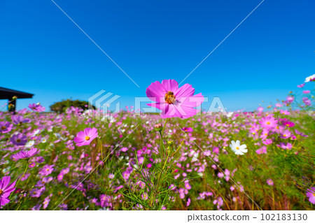 Cosmos flowers and bees 9 Higashi Ward, Okayama City, Okayama Prefecture Cosmos flowers and bees 9 Higashi Ward, Okayama City, Okayama Prefecture 102183130