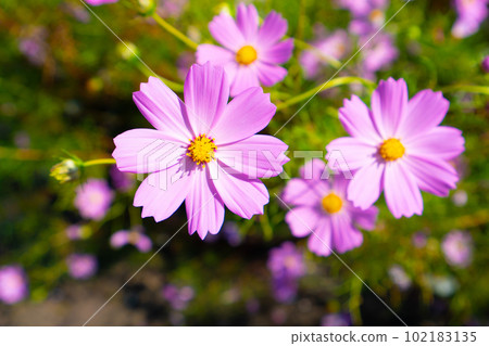 Pink cosmos flower Higashi-ku, Okayama City, Okayama Prefecture 102183135