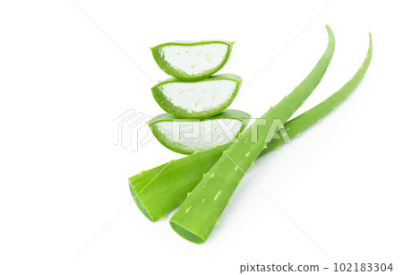 Aloe vera with slice isolated on white background, herb and medical 102183304