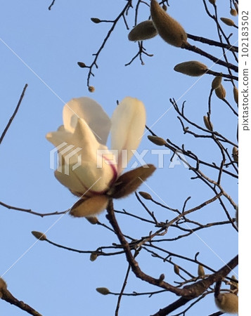 *** Magnolia ***〜··Shiraki lotus·〜 *** Magnolia ***〜··Shiraki lotus·〜 102183502